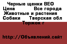 Черные щенки ВЕО › Цена ­ 5 000 - Все города Животные и растения » Собаки   . Тверская обл.,Торжок г.